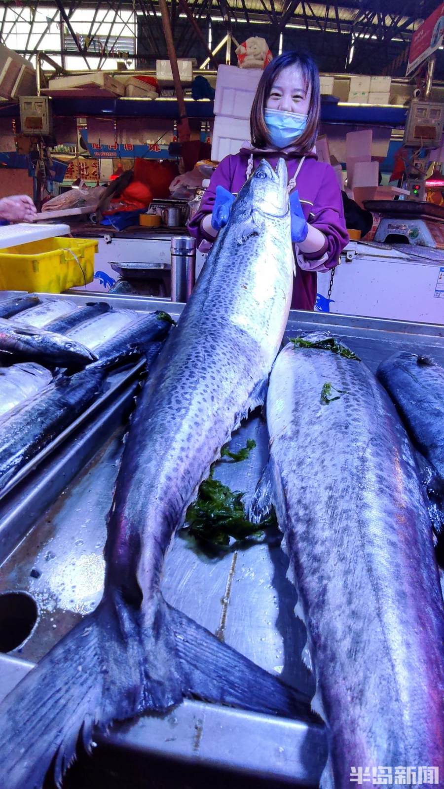 每斤鲅鱼价格在28到30元间鲅鱼的价格又会有小涨幅与亲友分享青岛这
