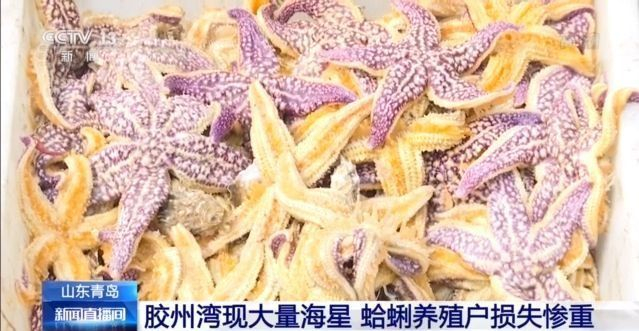 青岛胶州湾海星泛滥成灾如何克星吃光靠谱吗专家这样说