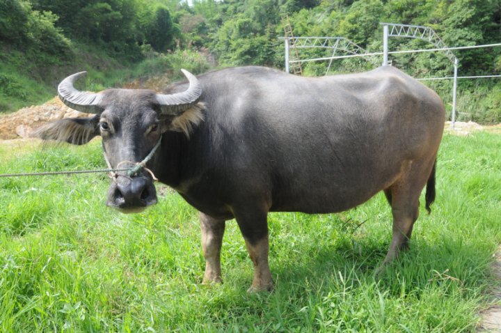 牛年话牛浙江这种牛产的奶曾享誉全球它叫温州水牛已经越来越少