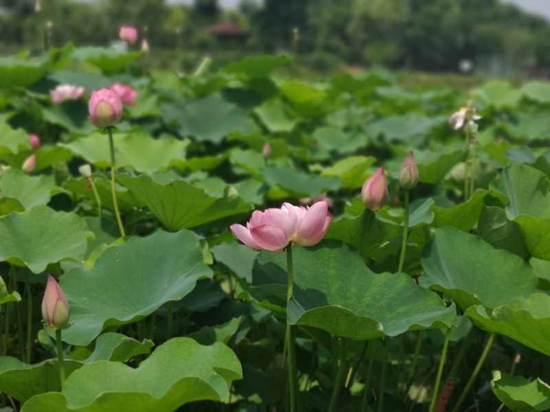 双流杨公社区建起一座荷花小镇