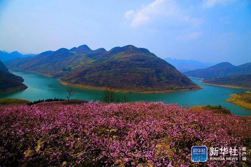 阳春三月,安顺普定桃花岛邀您来赏花