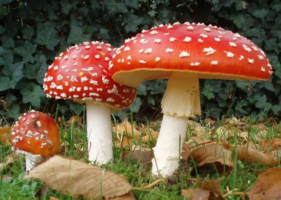 世界上已知具较明显毒性的毒蘑菇种类多达400多种,中国约有200多种