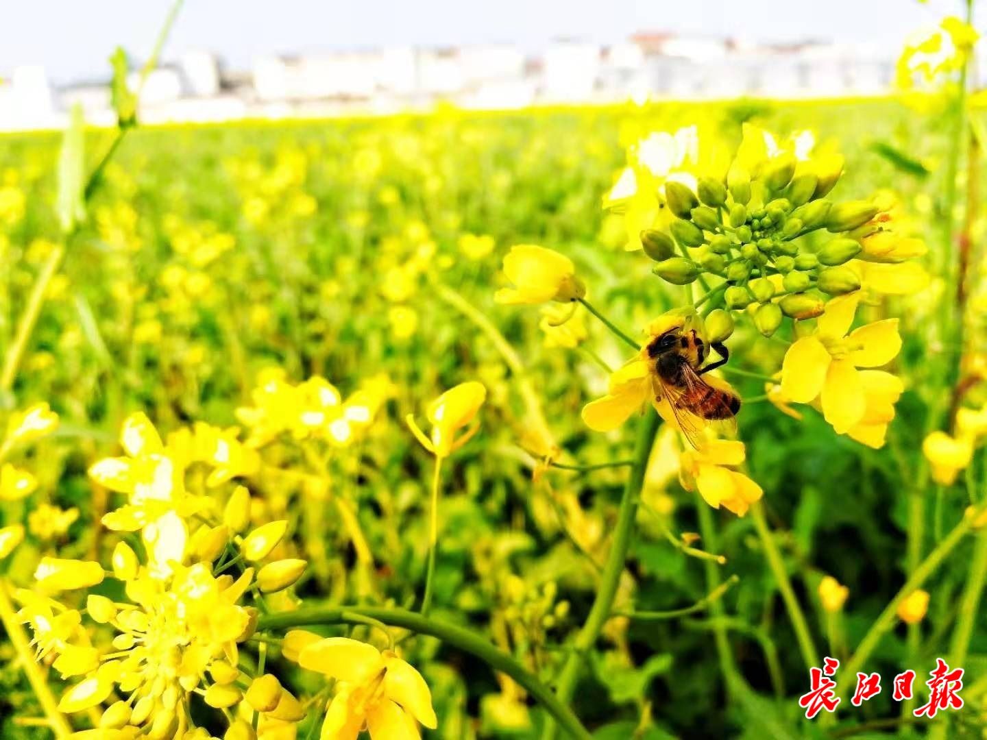 长江日报将直播第八届蔡甸油菜花节盛况