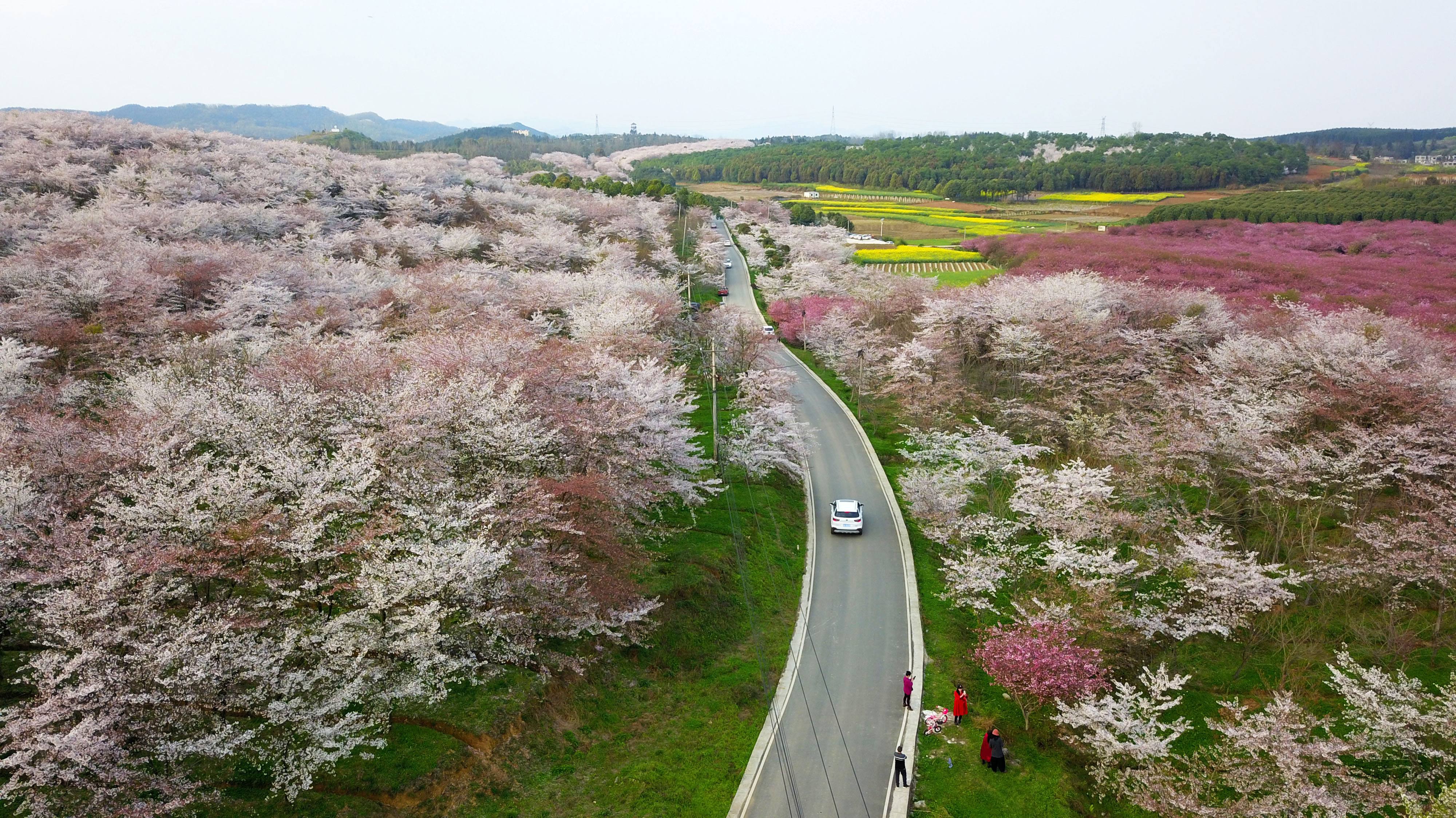 3月19日,在贵州省清镇市红枫湖镇右二村拍摄的花海与公路(无人机照片)