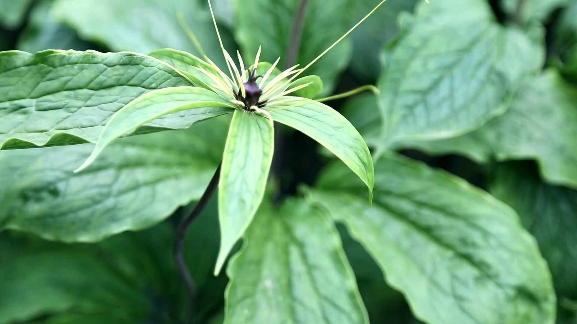 全国道德模范候选人丨李恒奔走于植物王国的重楼奶奶