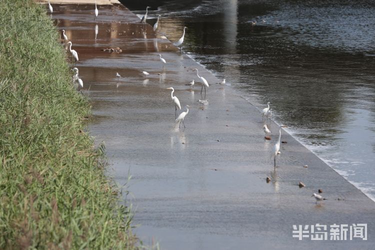 城阳区白沙河下游水鸟乐园