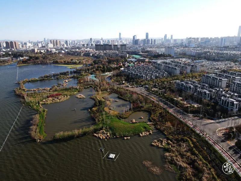 昆明草海隧道湿地公园已初具规模,种植有水杉,银杏,滇润楠,云南樱花