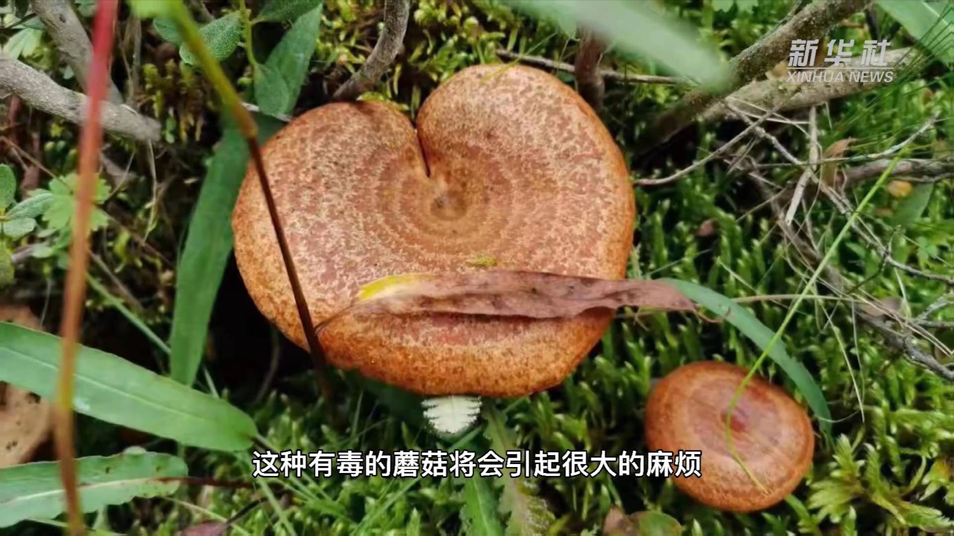 新华全媒丨红伞伞白杆杆野外采的蘑菇不要馋
