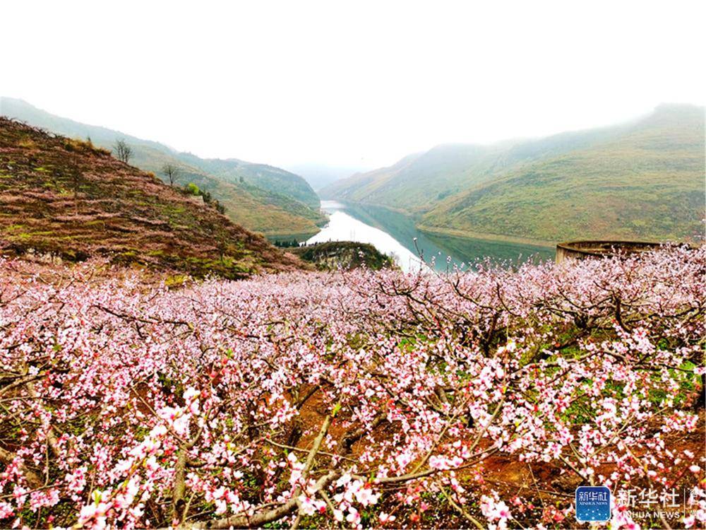 阳春三月安顺普定桃花岛邀您来赏花