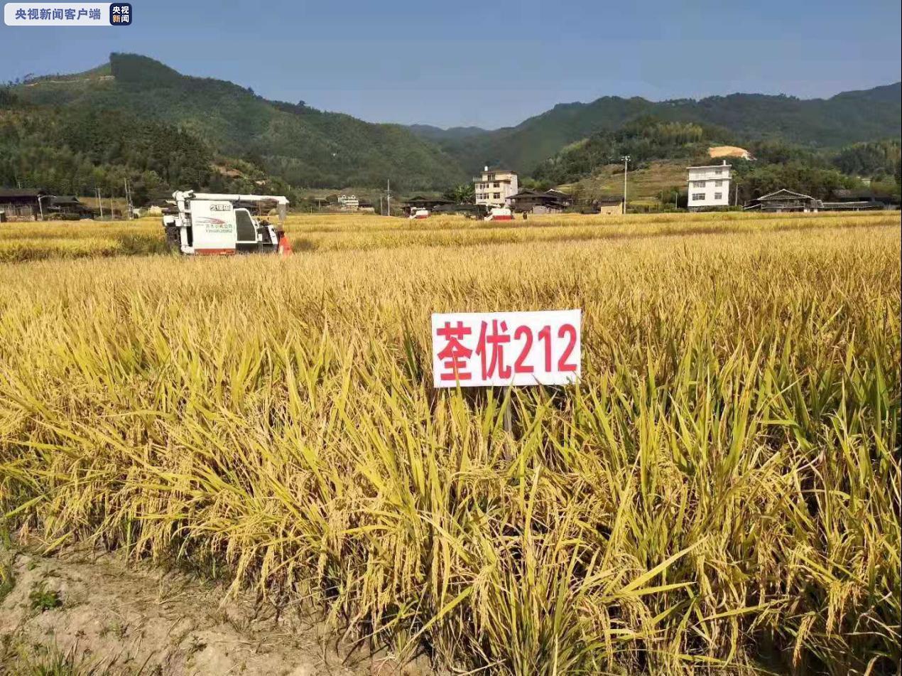 此次"荃优212"被确认为超级稻杂交稻新品种,是院水稻所继"特优航