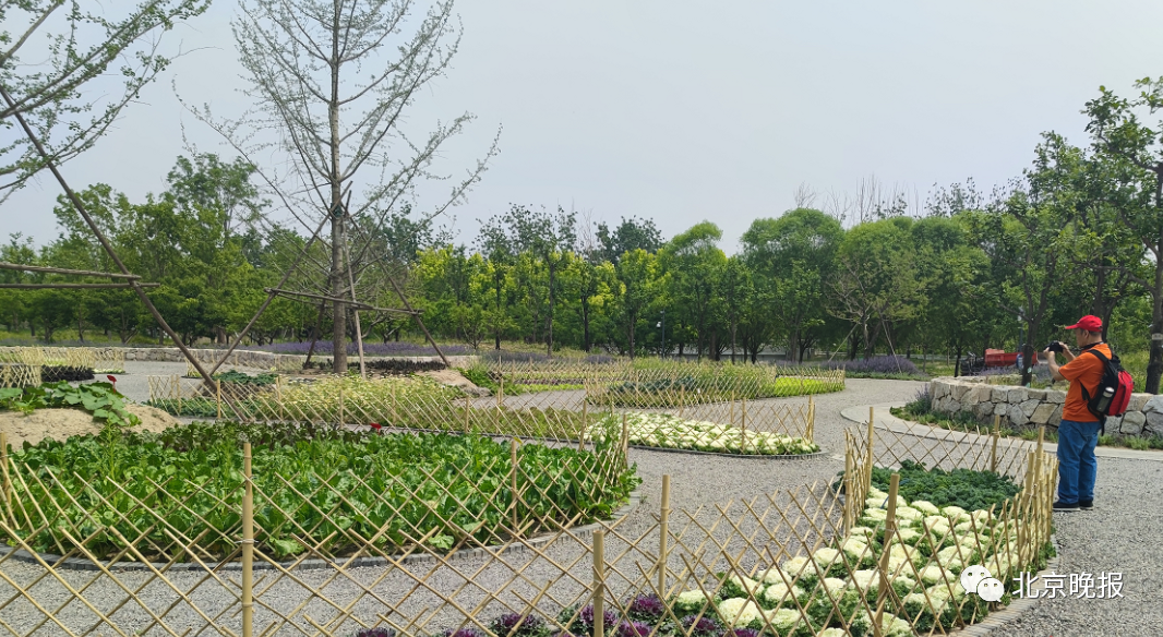 北京首个建在公园里的观光型蔬菜园6000平方米