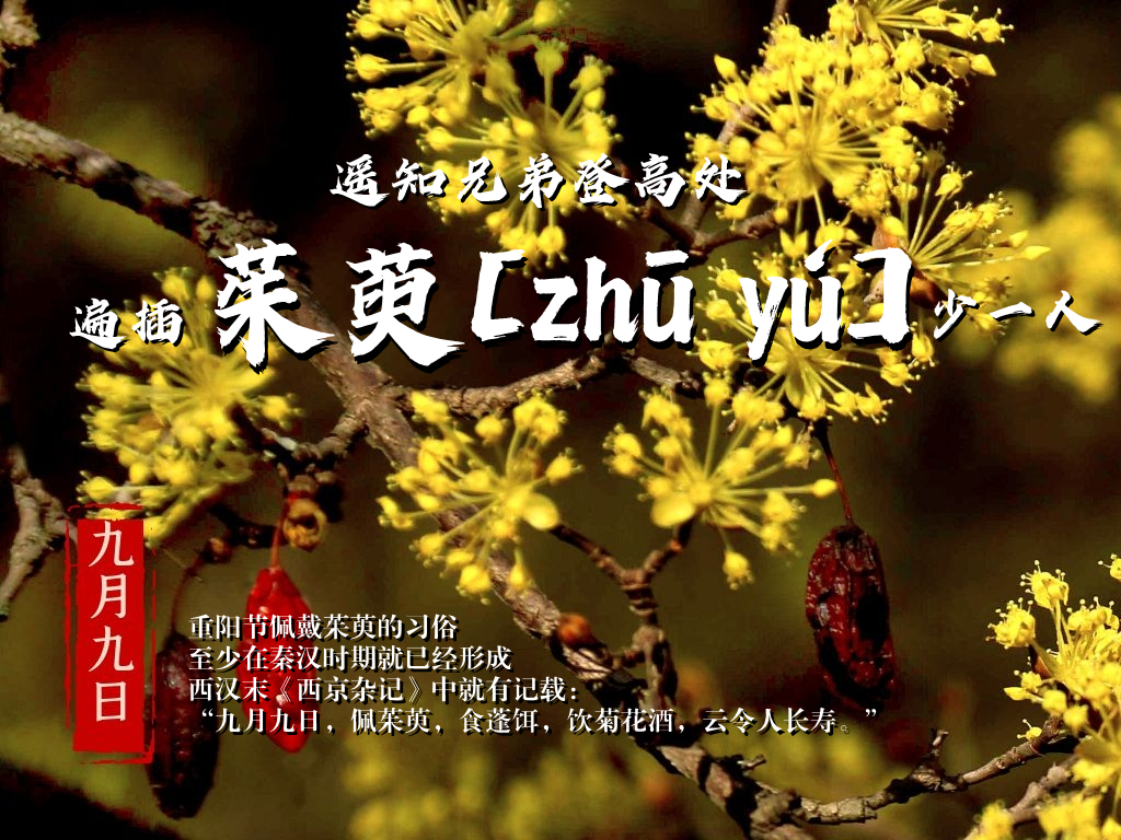 广西壮族自治区地方志协会副会长黄南津介绍,古人在头上佩戴茱萸,或者