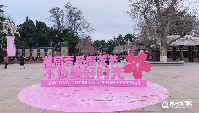 约起来首届青岛樱花节来啦浪漫樱花绽放中山公园
