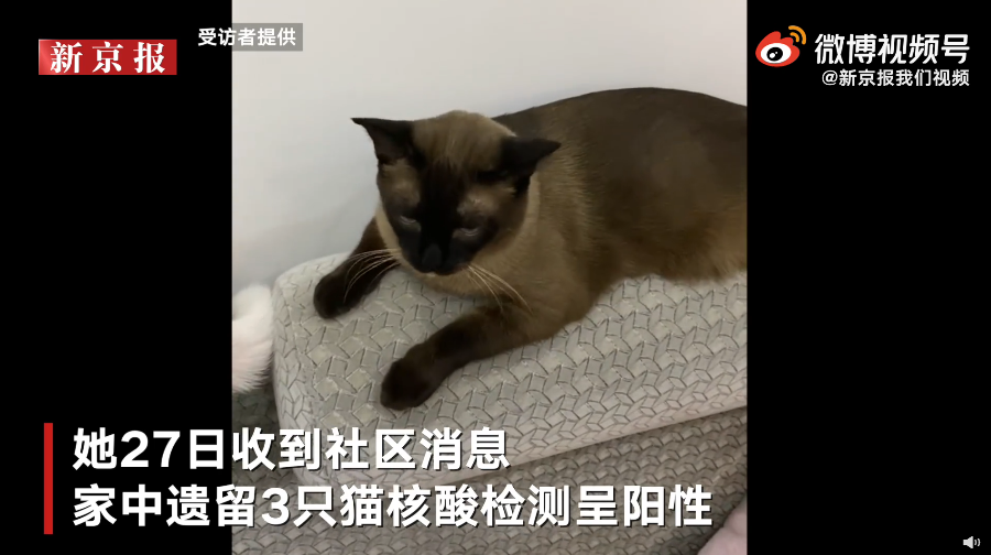 山晚早新闻丨哈尔滨确诊者所养3只猫核酸阳性山西立法促进传统村落