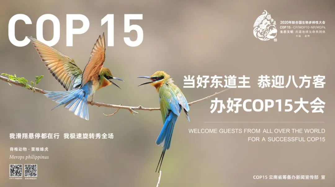 cop15昆明这组绝美海报亮相央视黄金时段你看到了吗