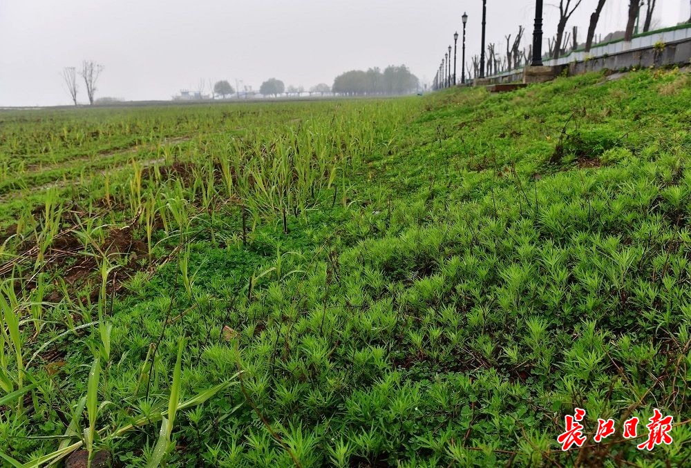 春雨润江滩蒌蒿满地芦芽短图集