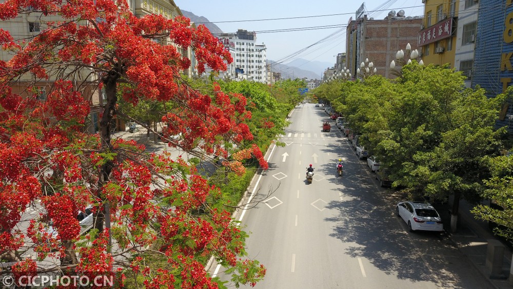 2021年4月26日在云南省昭通市巧家县白鹤滩镇堂琅大道旁拍摄的盛开