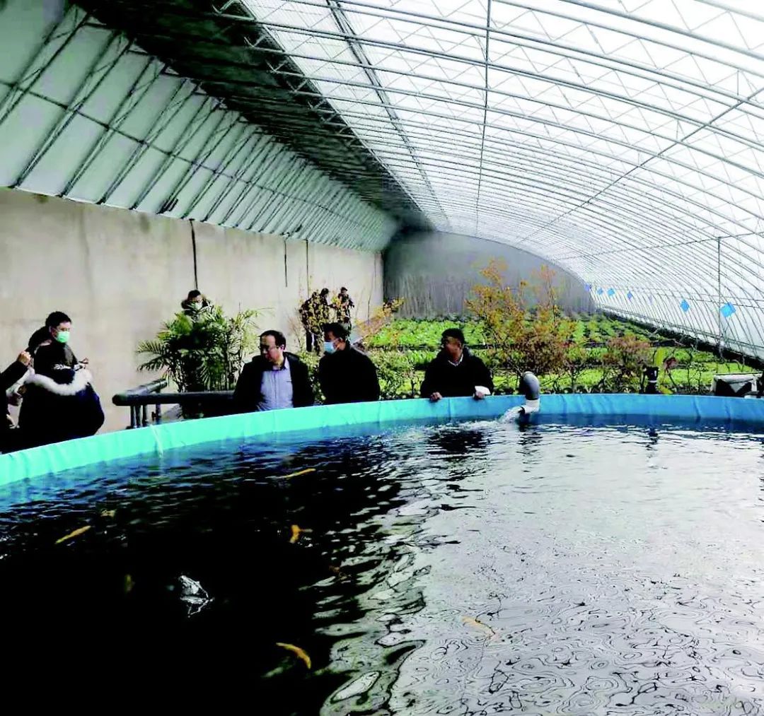 养鱼不换水种菜不施肥太原晋源区鱼菜混养项目试点成功