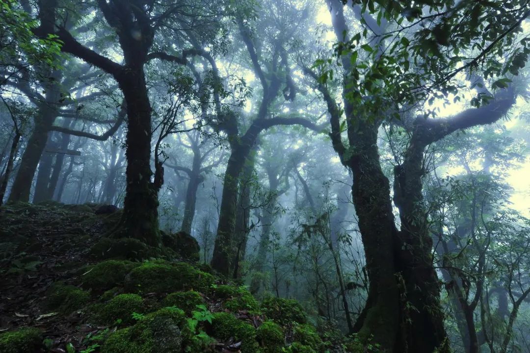 什么是哀牢山草地新闻地理