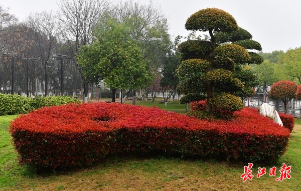 红叶石楠红变街头图集