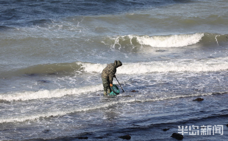 青岛退潮赶海