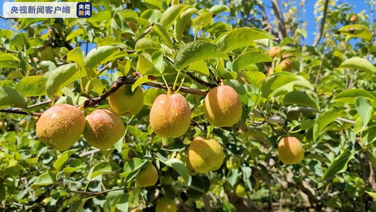 口水要流出来了467万亩新疆库尔勒香梨丰收啦