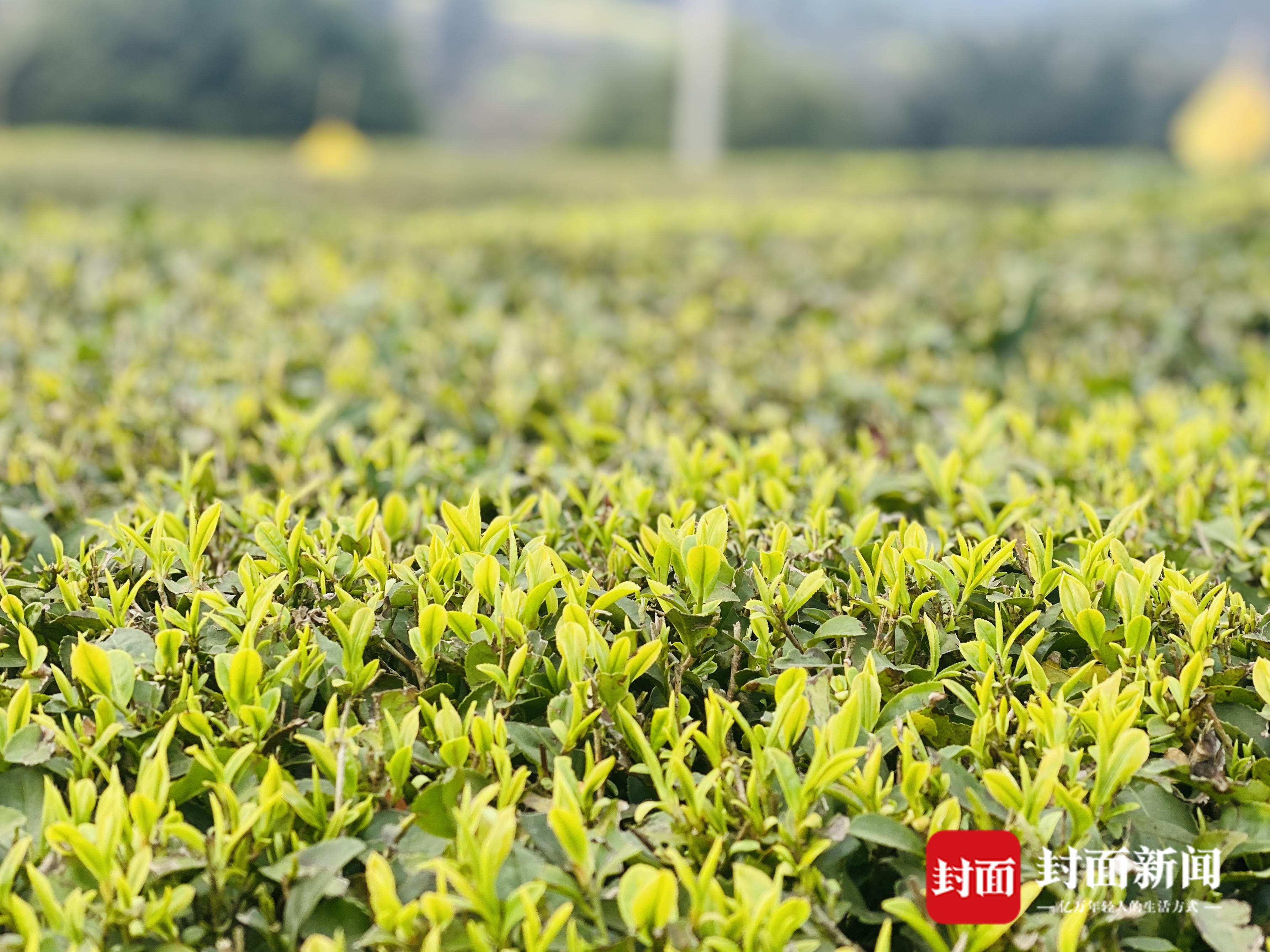 从一芽春茶到20万亩茶园四川荣县茶产业步入黄金时代