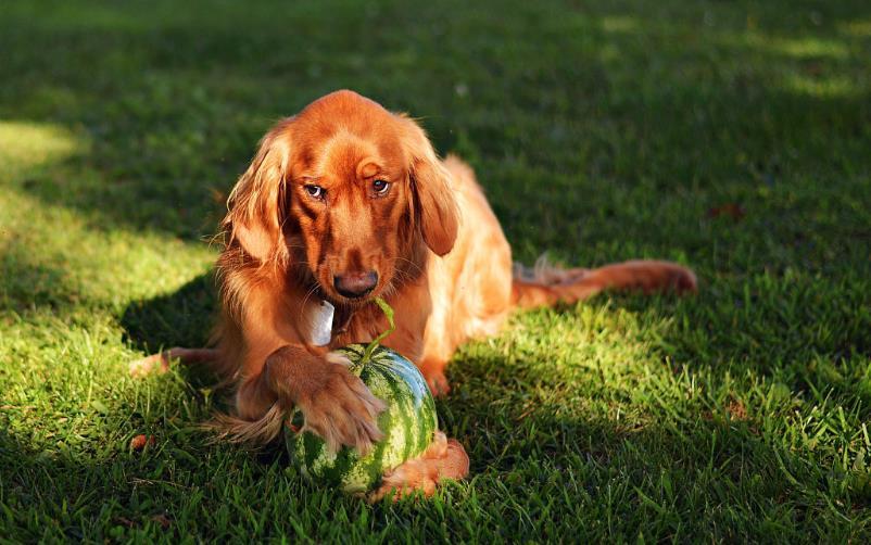 狗狗可以吃哪些果蔬不可以吃哪些 能吃西梅吗