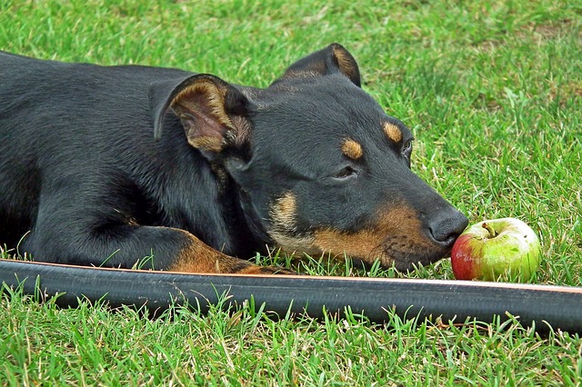 狗狗能吃苹果核吗 狗狗吃苹果核会中毒吗?