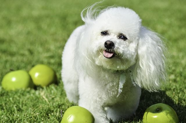 狗狗能吃苹果核吗 狗狗吃苹果核会中毒吗?