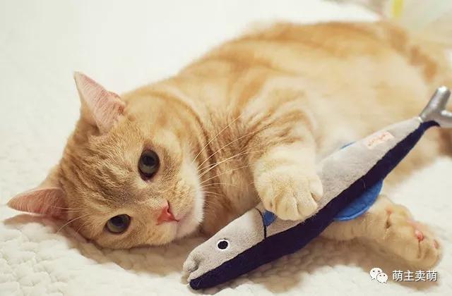 如何自制猫粮 简易自制猫粮配方及制作方法