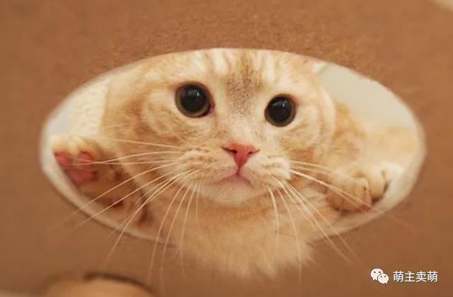 如何自制猫粮 简易自制猫粮配方及制作方法