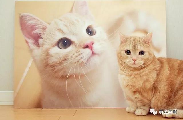 如何自制猫粮 简易自制猫粮配方及制作方法