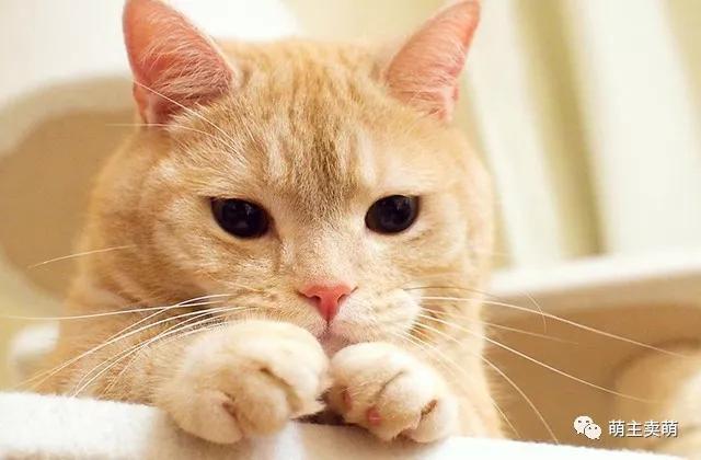 如何自制猫粮 简易自制猫粮配方及制作方法