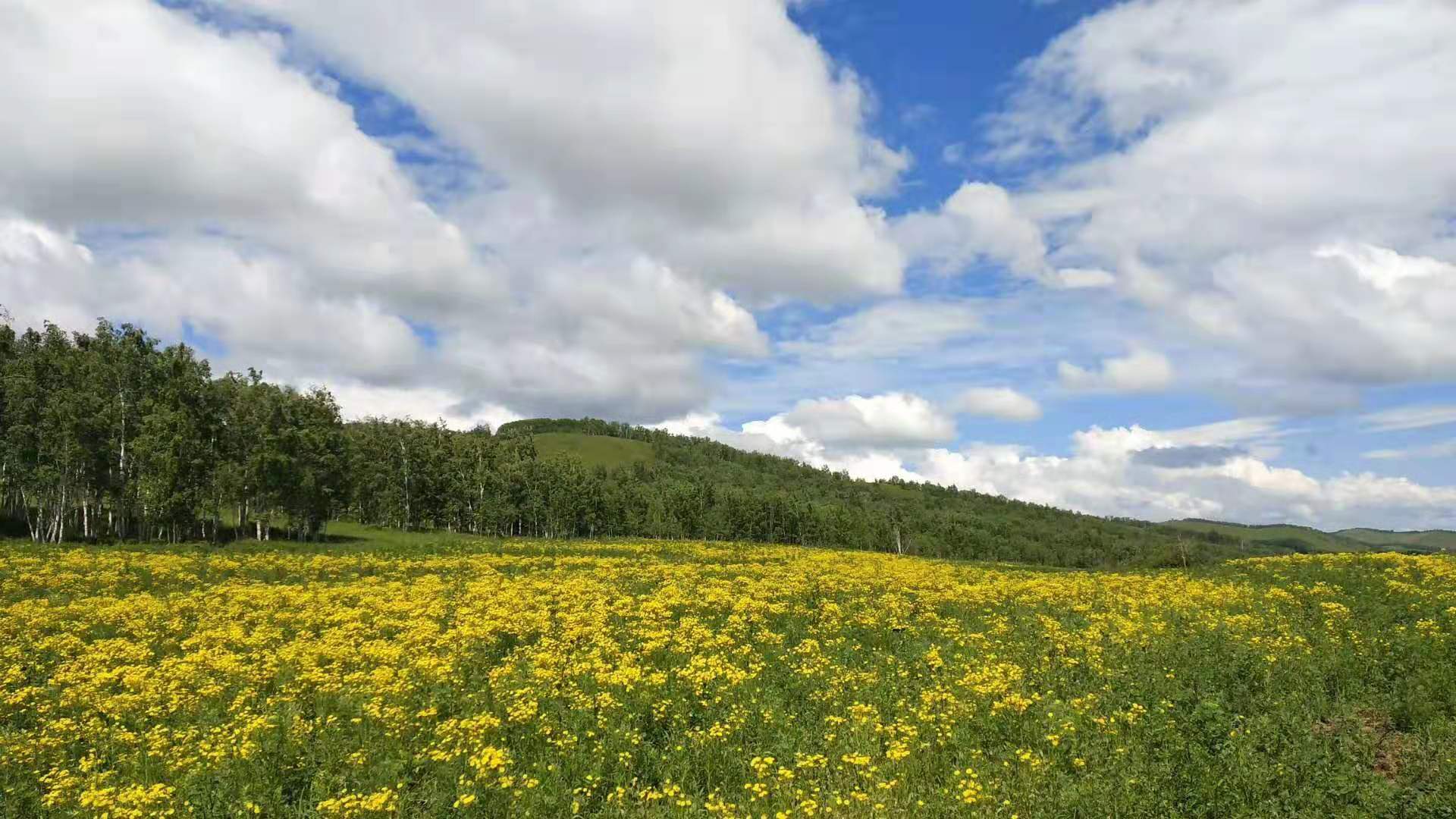 内蒙古旅游攻略_呼伦贝尔旅游哪里值得去?