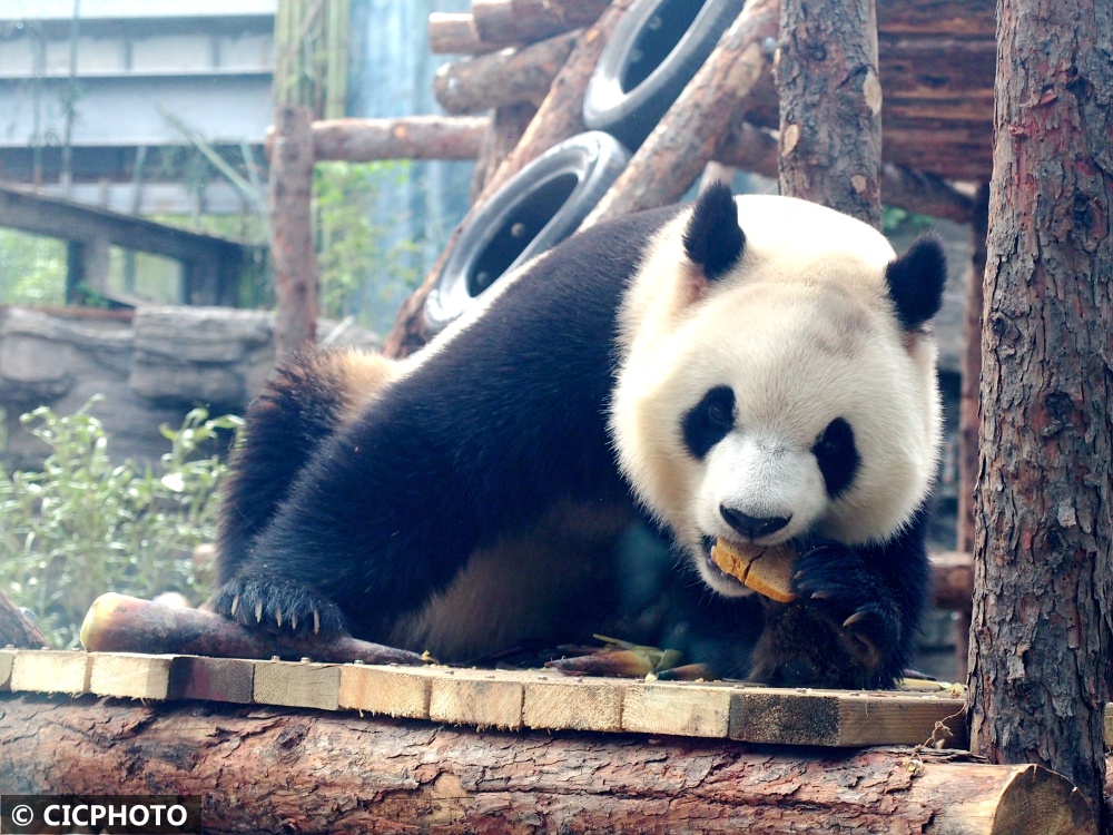 北京奥运熊猫图片