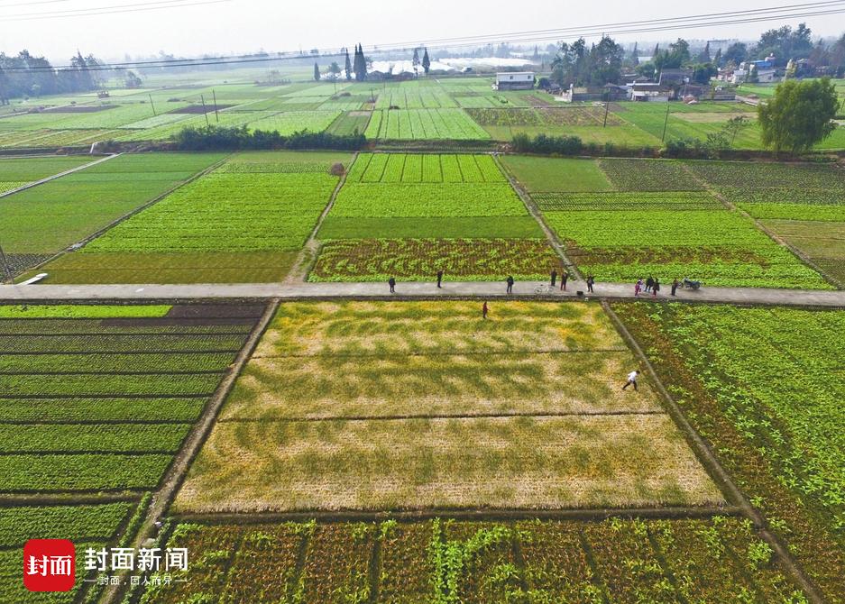 种田,是成都彭州农民罗俊元的命根子,每年收完水稻,再种上一季莴笋