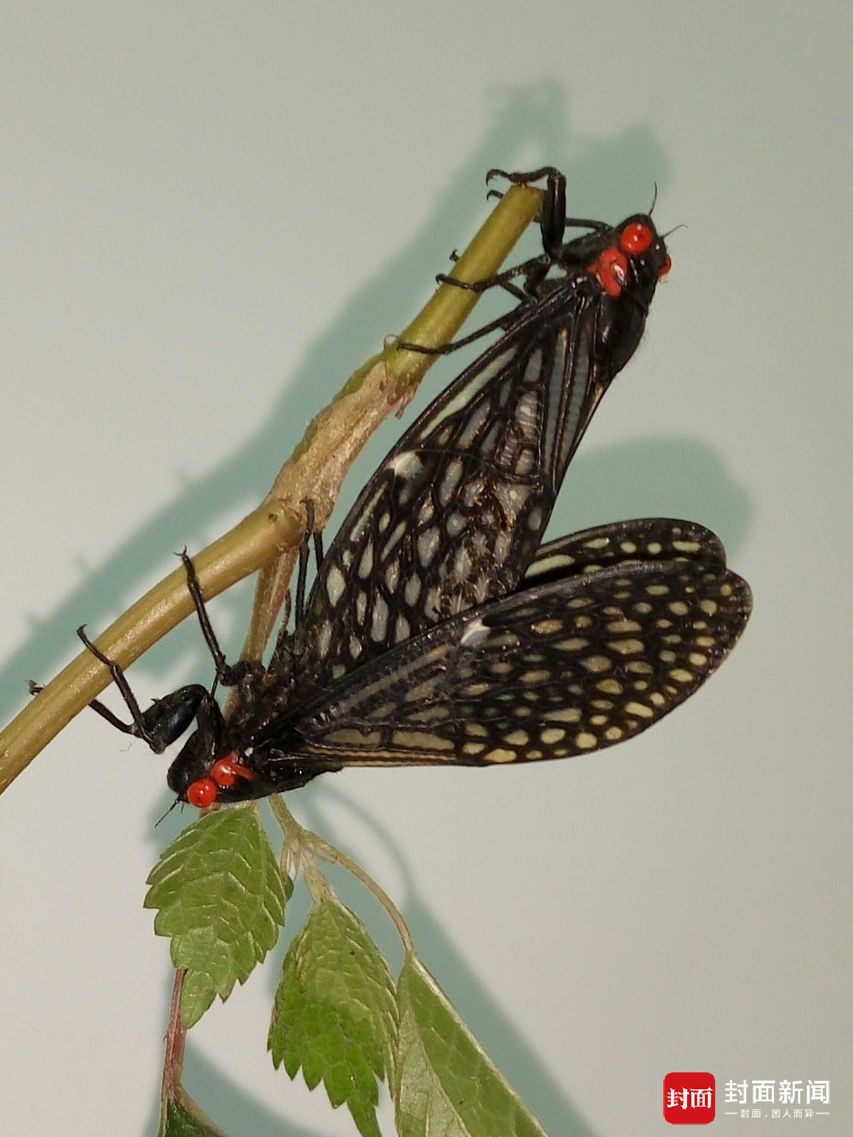 中华红眼蝉青城山"羞羞"被偷拍 或为世界首张交配照