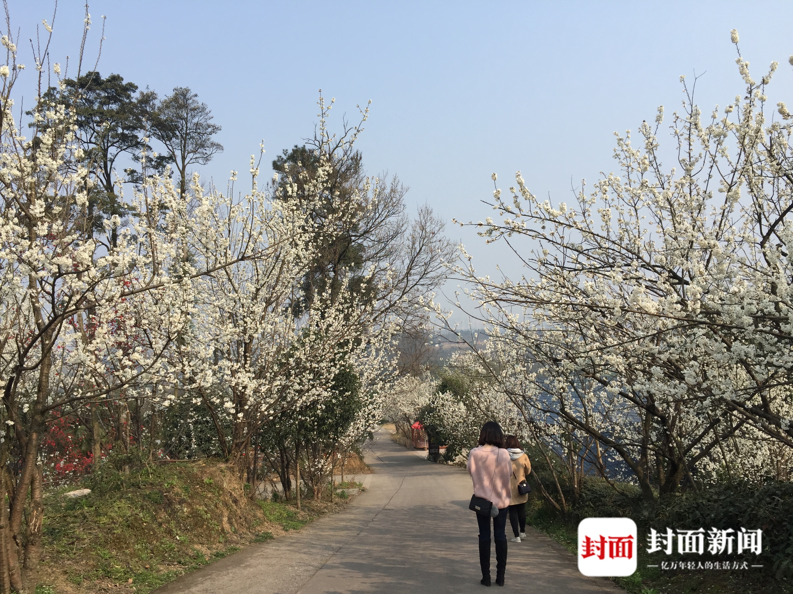 櫻桃種植規模最大,農家樂最多,是整個櫻桃山的顏值擔當; 韓橋景區