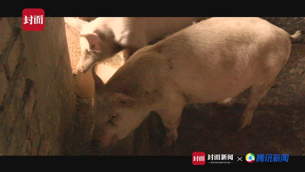封面面孔丨乡村猪场“战”事：73岁养猪户1600头猪无一染上猪瘟
