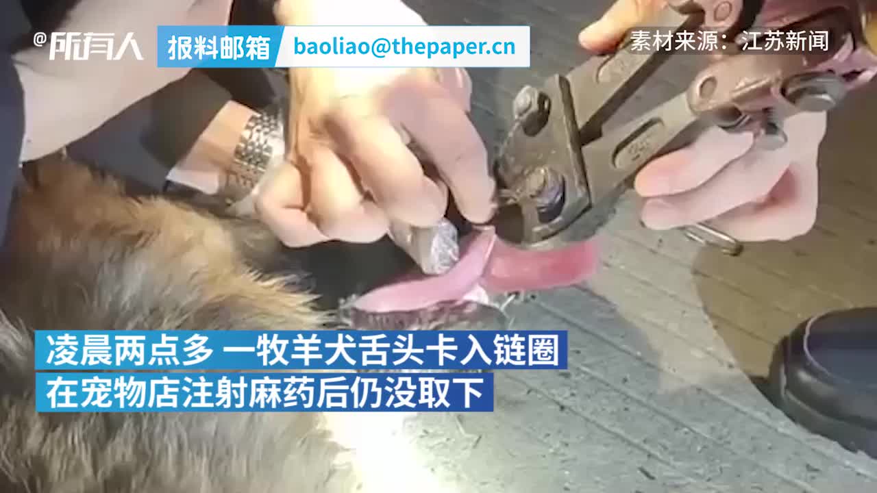 牧羊犬舌头卡进狗链圈 主人凌晨抱狗求助消防 封面新闻