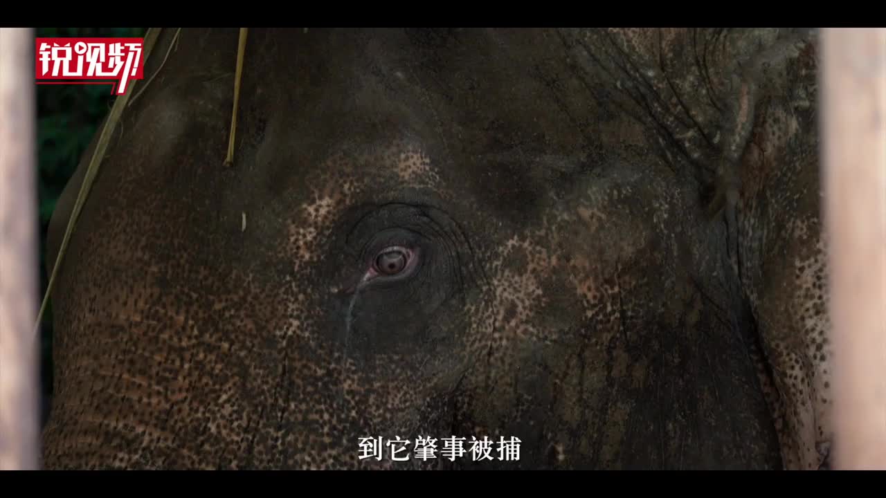 锐视频｜困兽“老三”：云南一只被逐出家族的野象