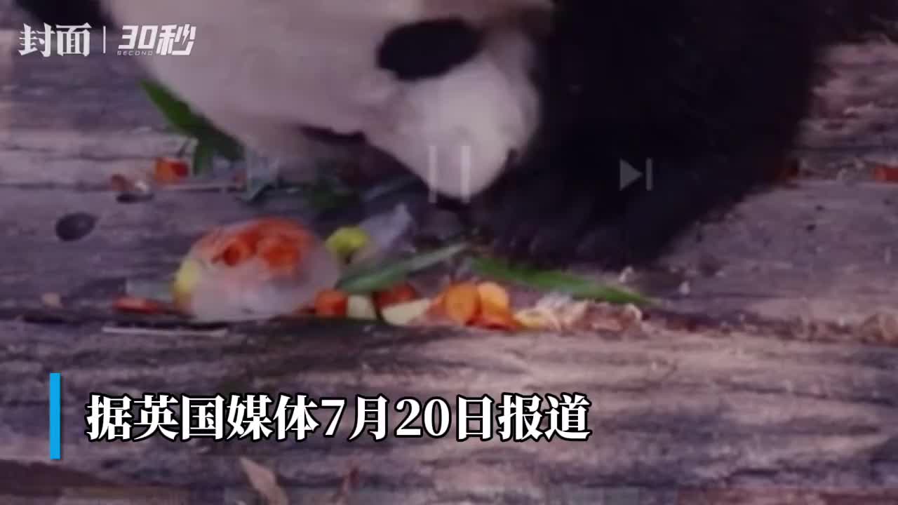 30秒｜比利时罕见高温 熊猫享受冰棍