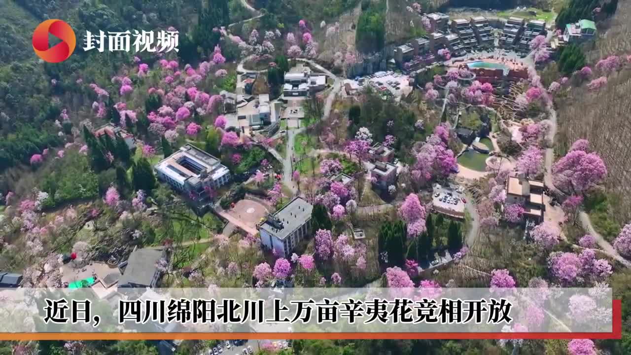 四川北川万亩辛夷花开 满山粉黛传春意｜走花路