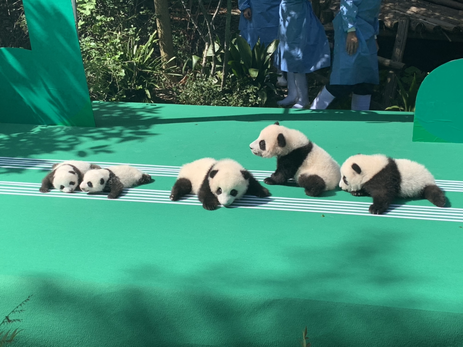 激萌!18级新生"报到" 12只大熊猫宝宝齐亮相