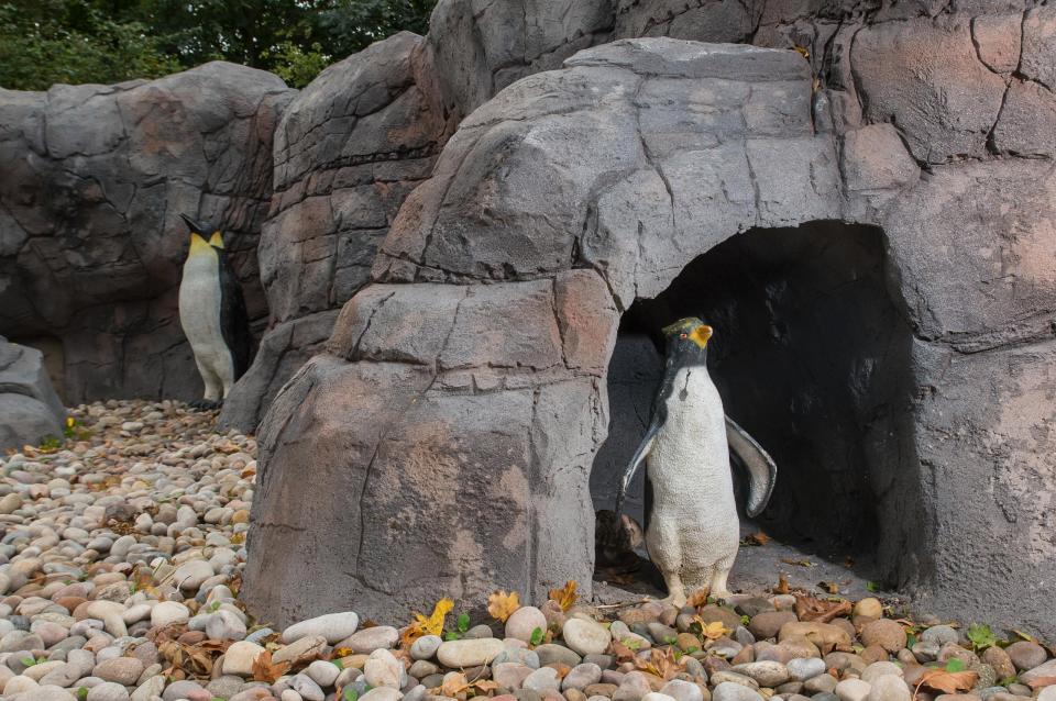 英国动物园现山寨景点 企鹅全是塑料模型
