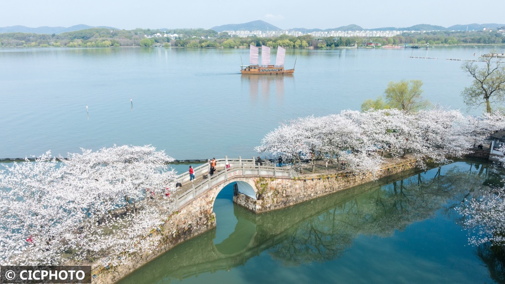 江苏无锡鼋头渚景区樱花绽放