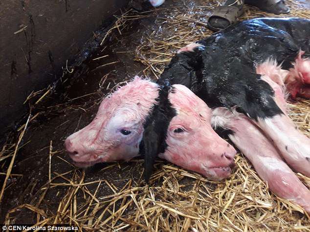 波兰一农场母羊诞下一只双头羊 出生不久便夭折