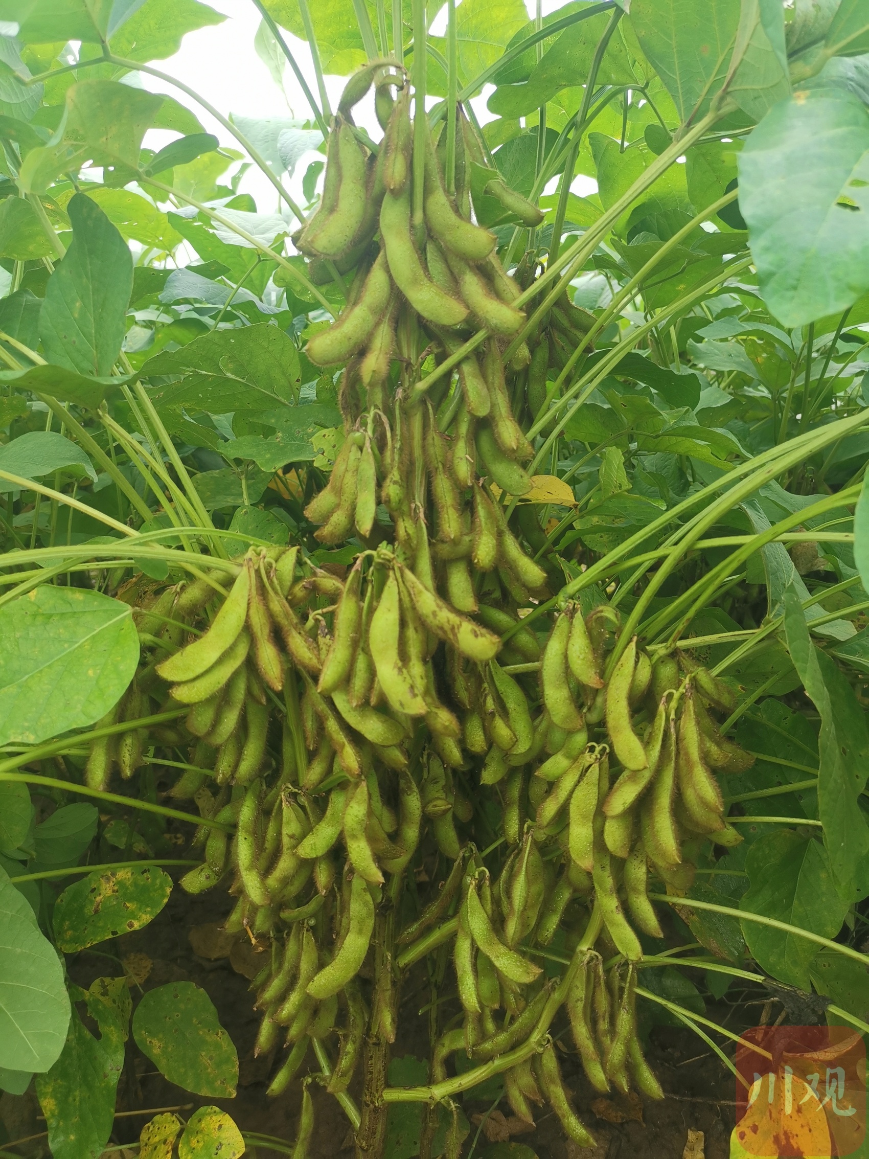 大豆扩种观察76丨手握育种两大武器四川大豆能为全国做些啥