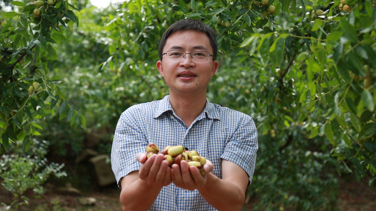 罗江区副区长胡勇为贵妃枣代言:唐时贡枣插上电商翅膀,卖得更远更好